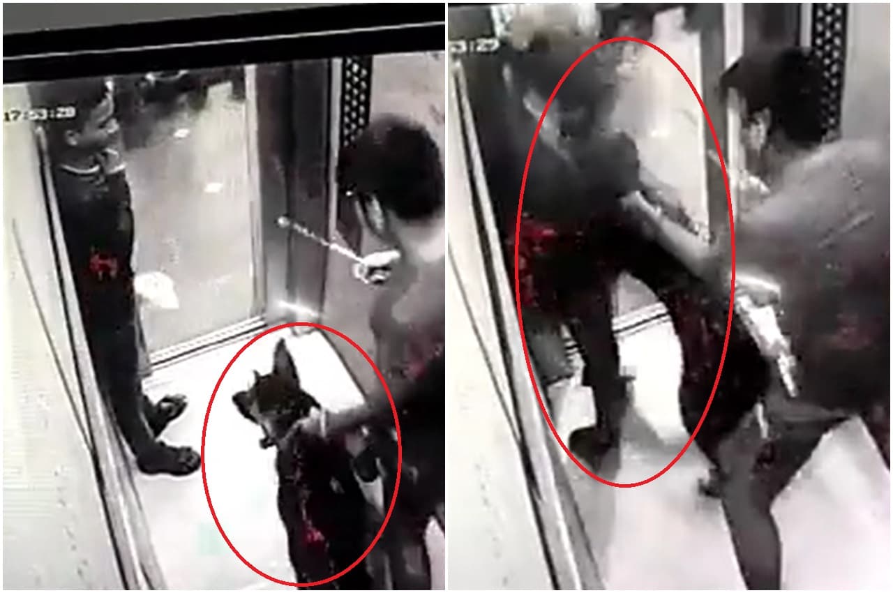Noida: गाजियाबाद के बाद अब नोएडा में भी लिफ्ट में कुत्ते ने डिलीवरी ब्वॉय को काटा, Video Viral