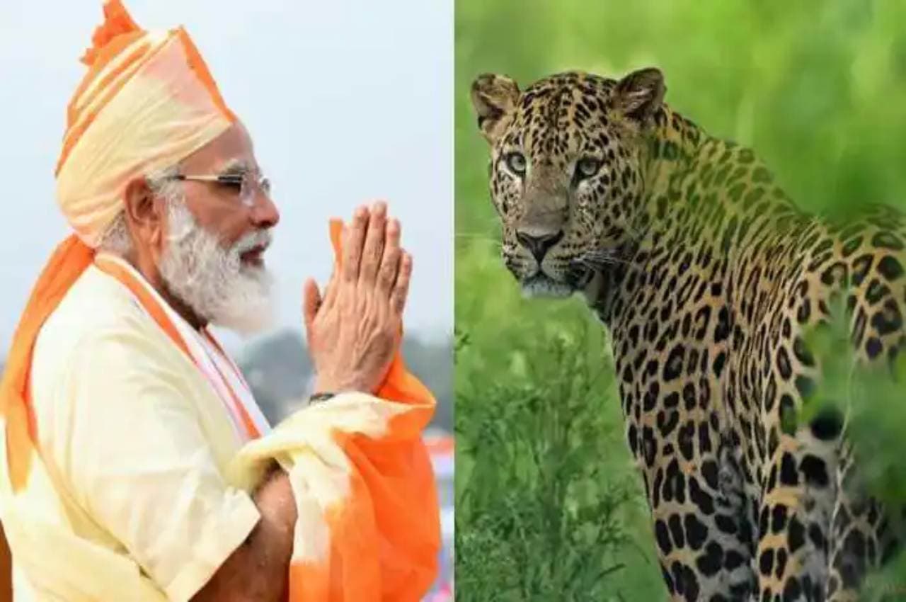 MP: कूनो अभ्यराण्य में आ सकते हैं चीते, पीएम मोदी के हाथों हो सकता है परियोजना के शुभारंभ