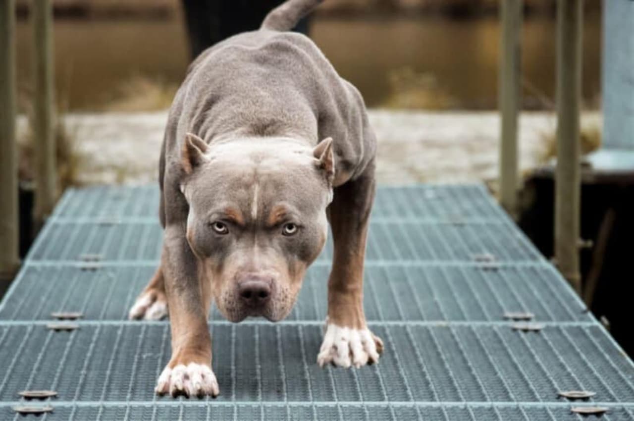 Pitbull Attack in Noida: पिटबुल ने युवक को काटा तो घरवालों ने तोड़ दी मालिक की कार, तीन गिरफ्तार
