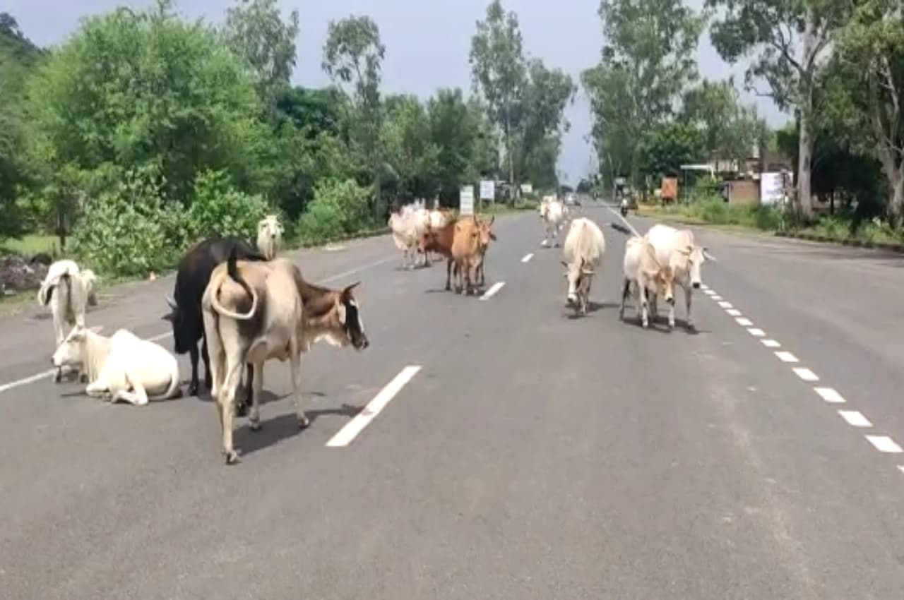MP: आवारा गौवंश बन रहे मुसीबत, जिला प्रशासन ने जारी किया ये समाधान