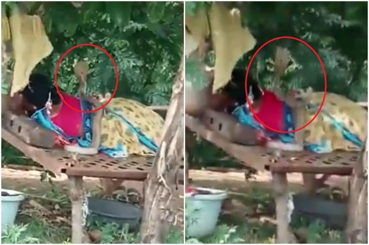 मस्त गहरी नींद में पेड़ के नीचे सो रही थी महिला, लेकिन उसी वक्त जो हुआ देख कांप जाएंगे आप