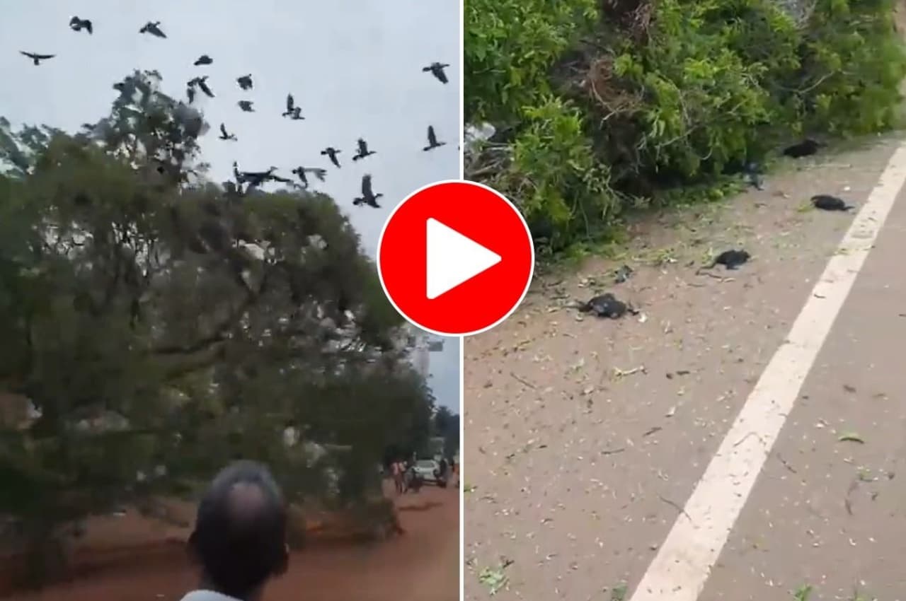 उफ ये क्या! जेसीबी पेड़ गिरा रहा था और देखने वालो की आखें नम हो रही है 