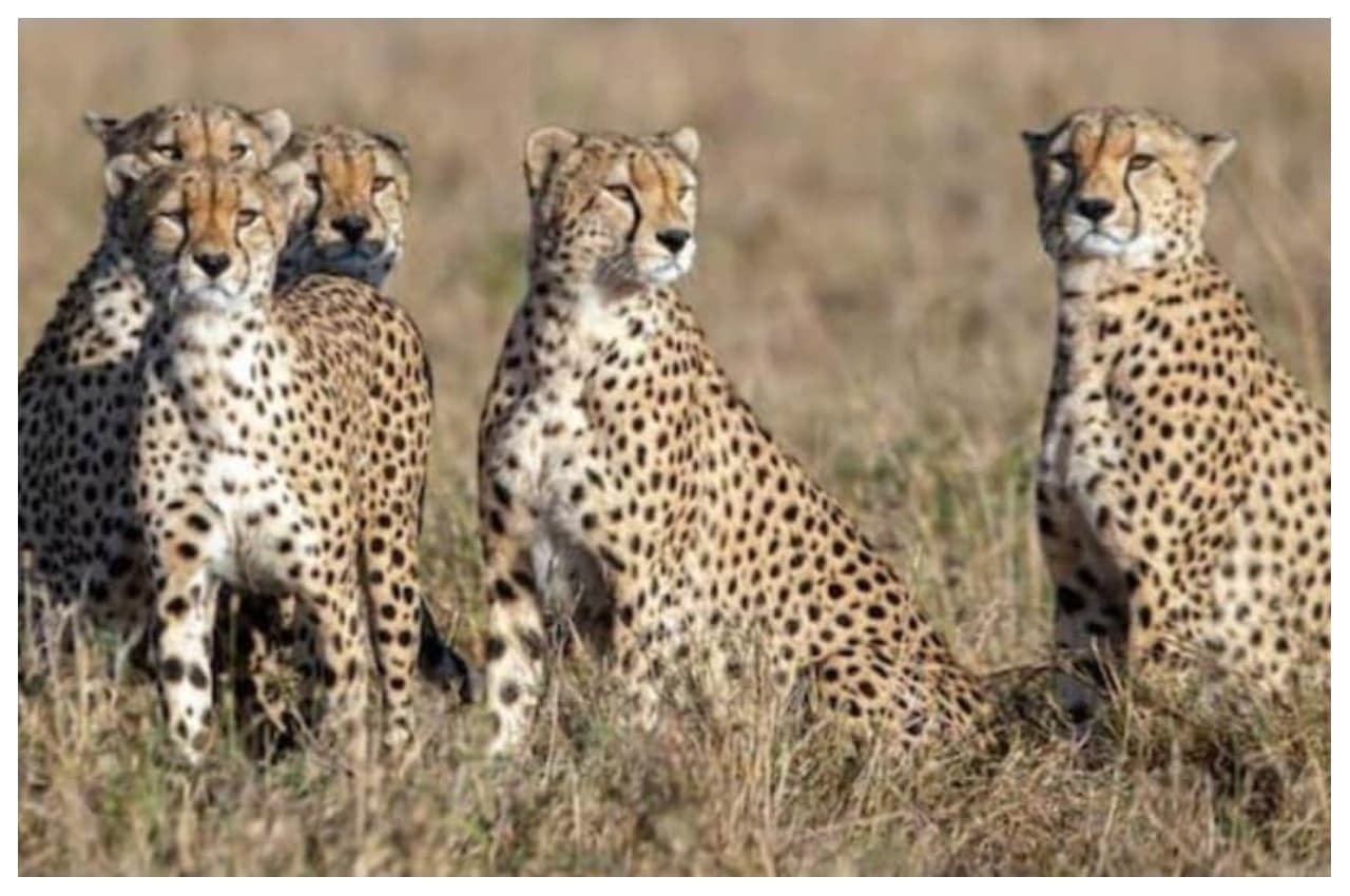 Cheetah of Namibia: 16 घंटे का सफर कर बिना रुके नामीबिया से भारत आएंगे चीते