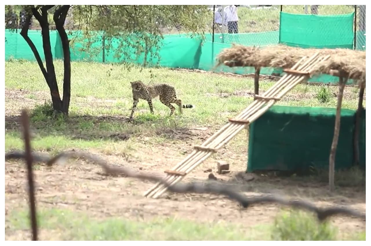 Cheetah In India: अफरीकन चीतों की भारत में कैसे गुजरेगी पहली रात, उनकी किन हरकतों पर होगी डॉक्टरों की पैनी नजर, जानें