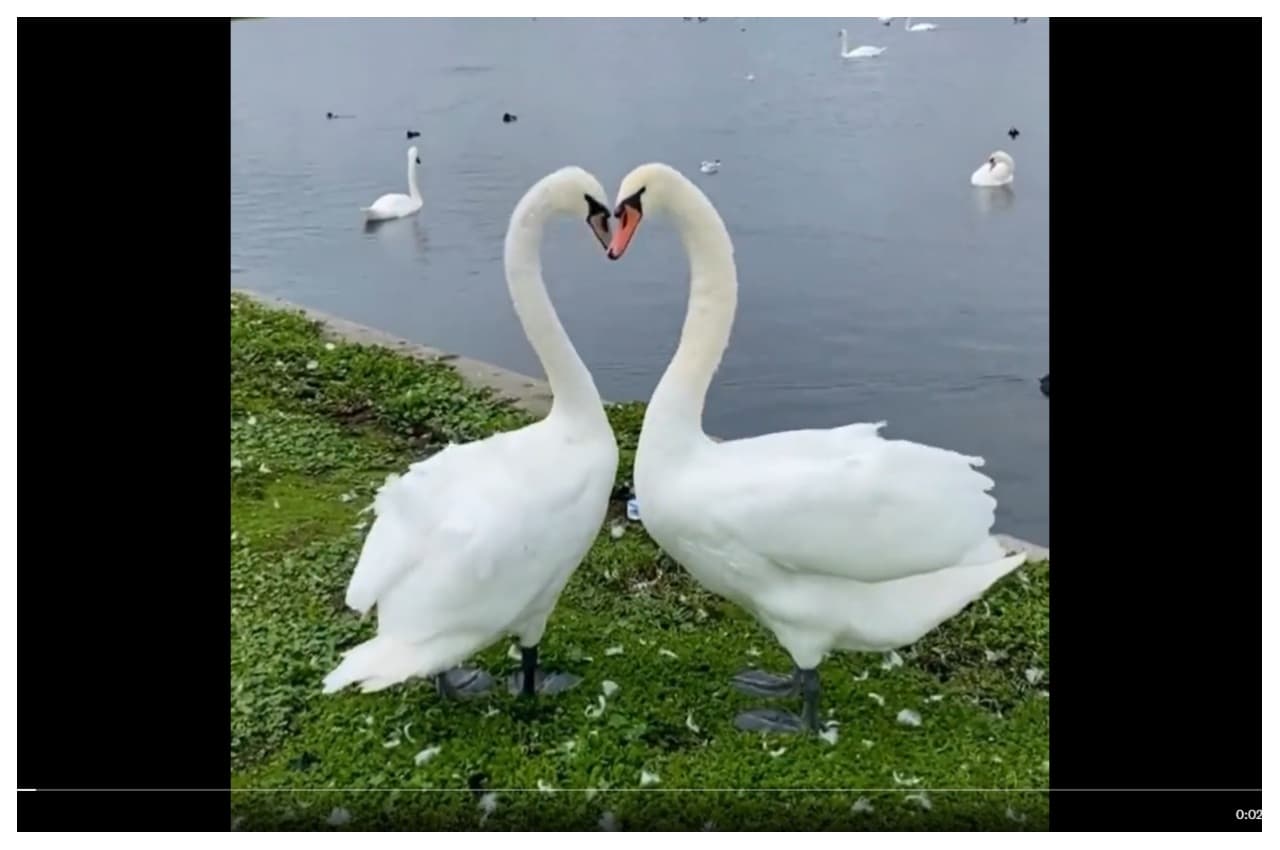 Viral Video:  Swans ने नाचते हुए बनाई 'दिल' की आकृति, जमकर प्यार लुटा रहे लोग 