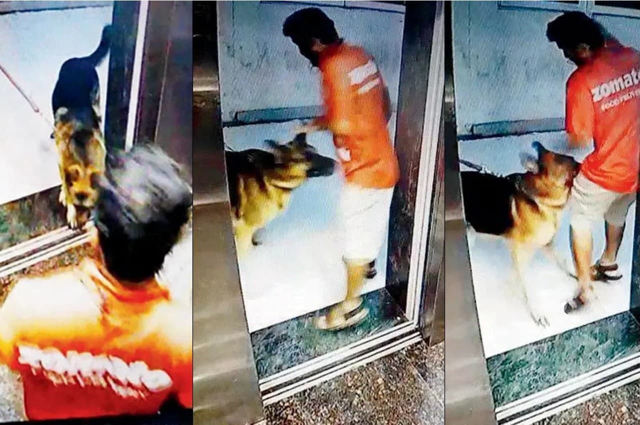 Viral Video: अब महाराष्ट्र में कुत्ते का हमला, जोमैटी डिलीवरी ब्वॉय के प्राइवेट पार्ट पर काटा
