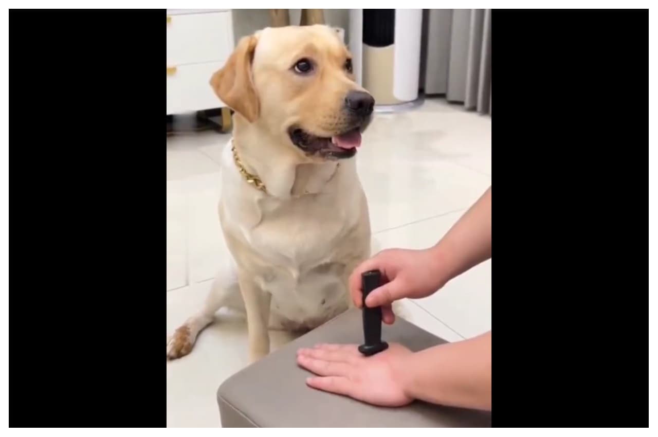 Viral Video: नकली चाकू से डॉगी को बेवकूफ बना रहा था मालिक, डॉगी ने किया ऐसा काम हंसी नहीं रोक पाएंगे 