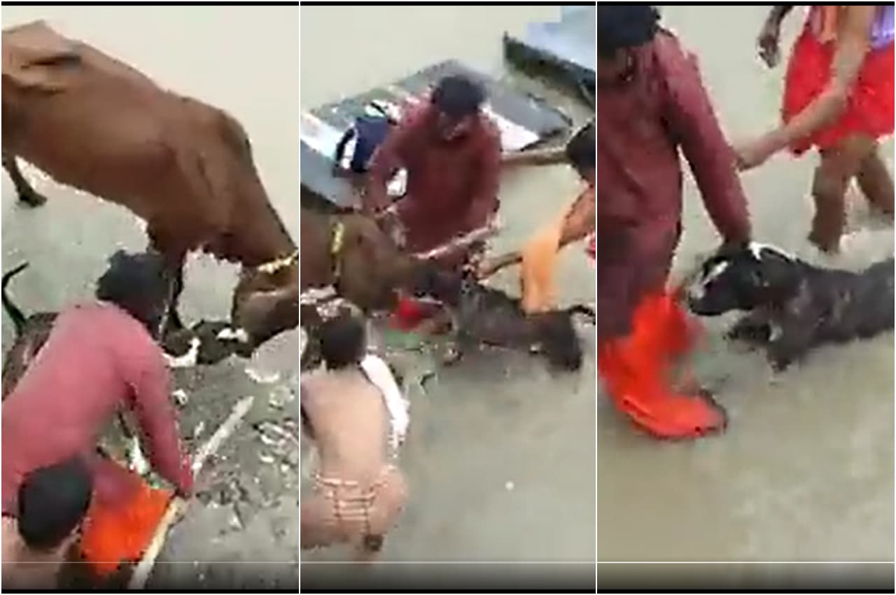 कानपुर में पिटबुल ने किया गाय पर हमला, बचाने में लोगों के छूट गए पसीने, देखें Video