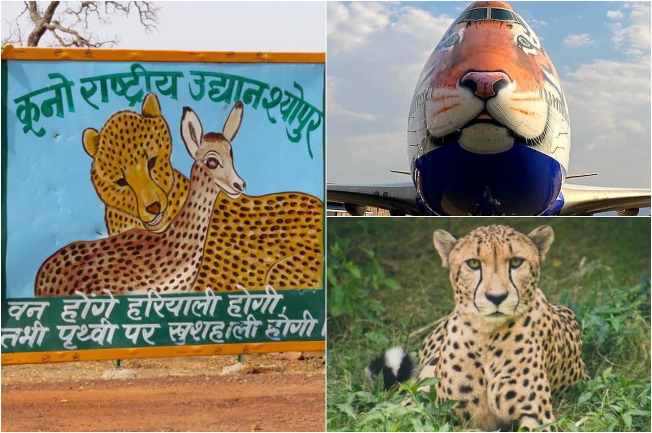 Cheetah in India: कैसे पहुंचें Kuno National Park? क्या देखें, कहां ठहरें, क्या है खासियत, जानिए सबकुछ