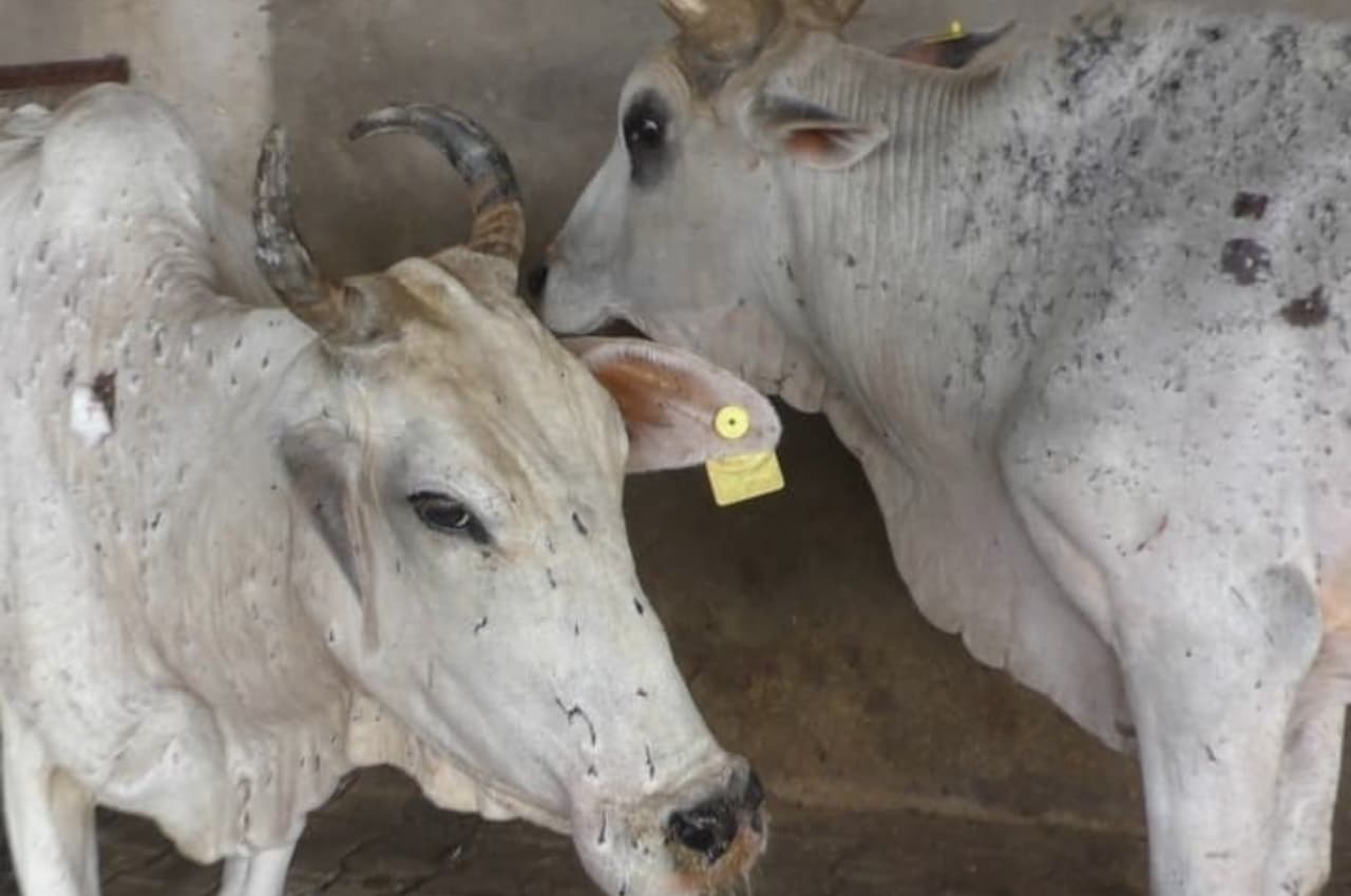 Lumpy Virus: लम्पी वायरस से पशुपालकों की टूटी कमर, दूध संग्रहण में प्रतिदिन 3-4 लाख लीटर की कमी