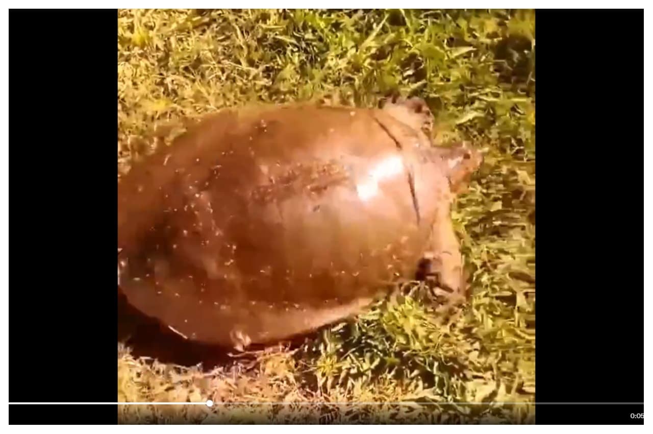 Viral Video: अब कछुआ धीरे नहीं तेज दौड़ता है, वायरल हुआ यह वीडियो