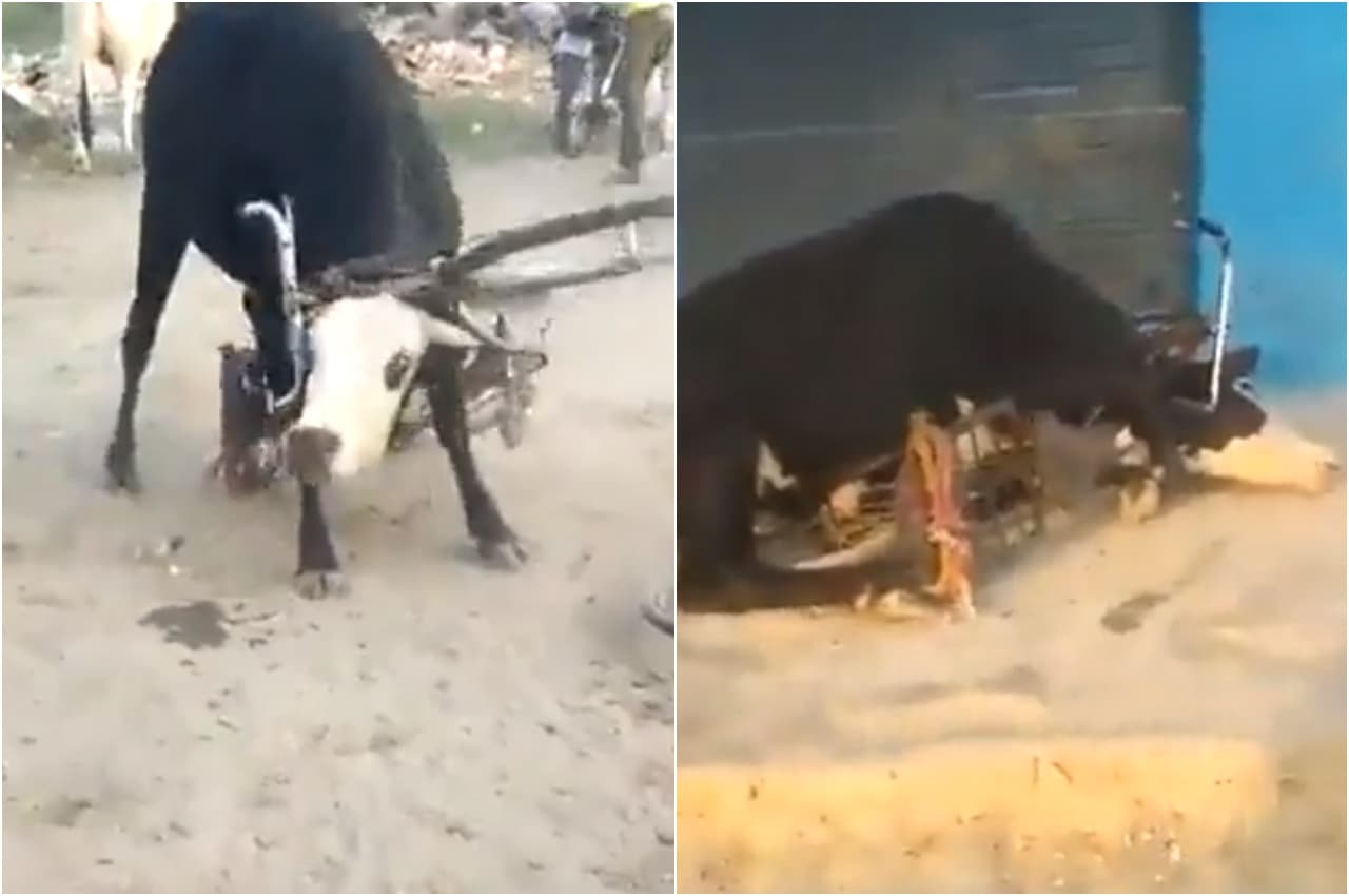 Agra Viral Video