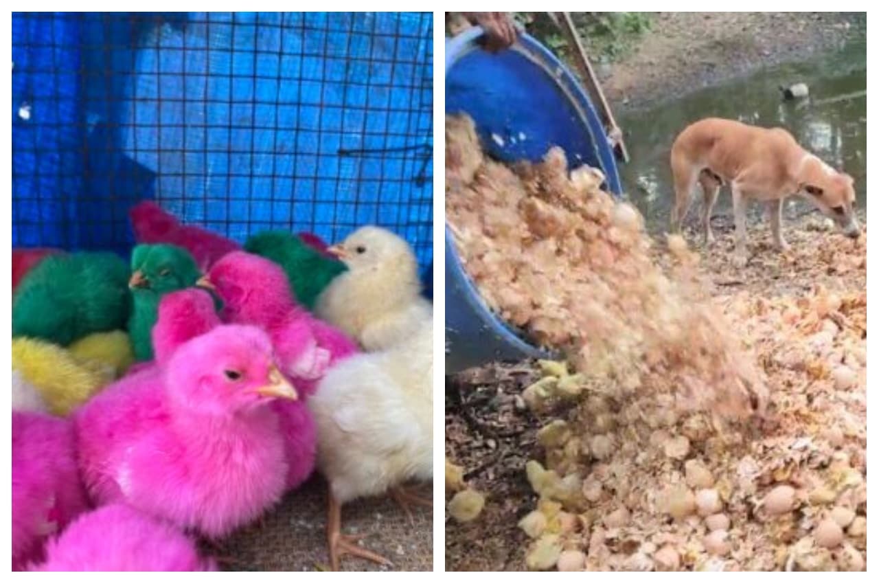 Save Chicks: 'मादा' चूजा ही हो पैदा, इसलिए पोल्ट्री फार्म में अपनाया जाता है यह अजब 'टोटका'