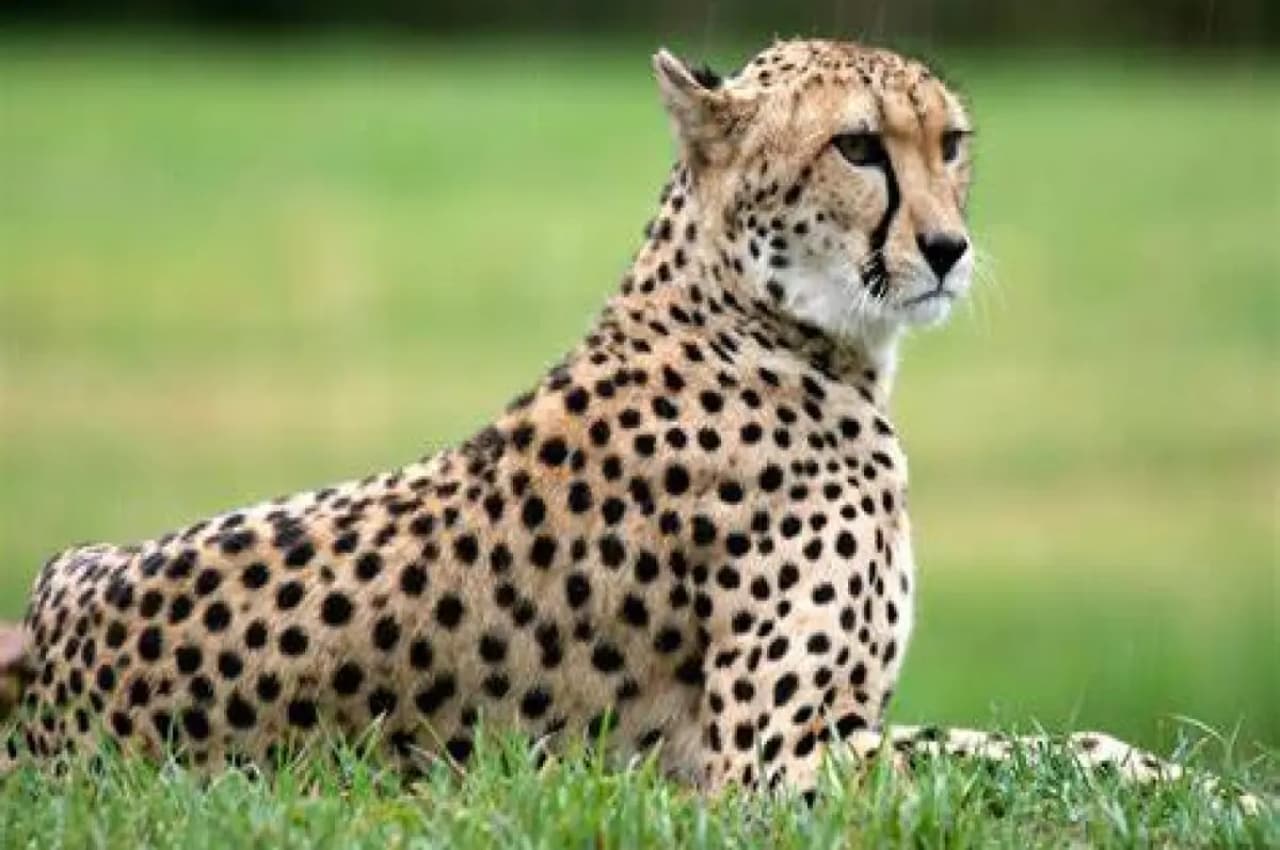 Good News: 'आशा' ने जगाई आस, कूनो नेशनल पार्क में जल्द बढ़ सकता है चीतों का कुनबा