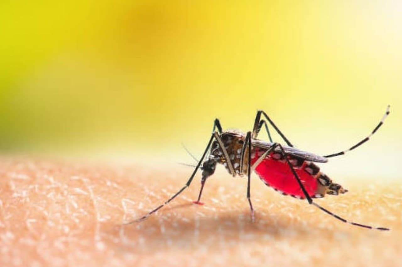 Delhi Dengue cases: दिल्ली में एक हफ्ते में 412 डेंगू के मामले आए सामने, सितंबर में मिले थे 693 केस