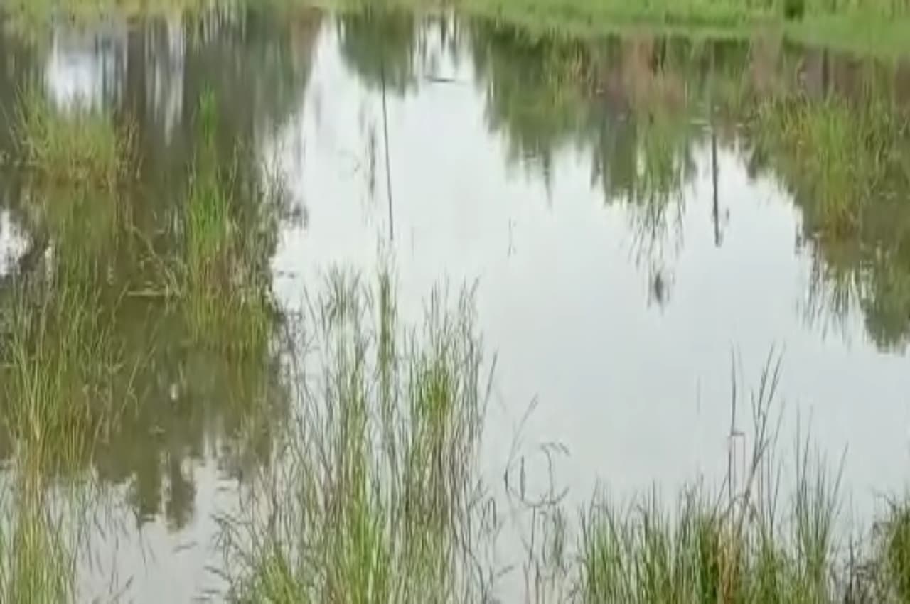 MP News: बारिश के कहर से किसानों को भारी नुकसान, 90 प्रतिशत फसल बर्बाद
