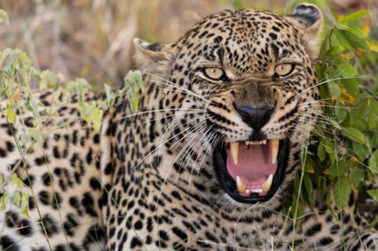 leopard