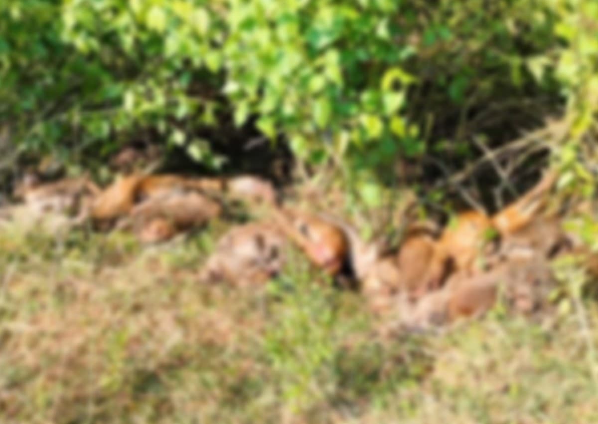 monkeys found dead
