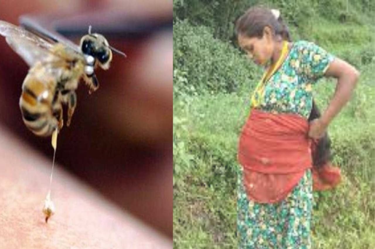 छिंदवाड़ा में मधुमक्खी के काटने से गर्भवती की मौत
