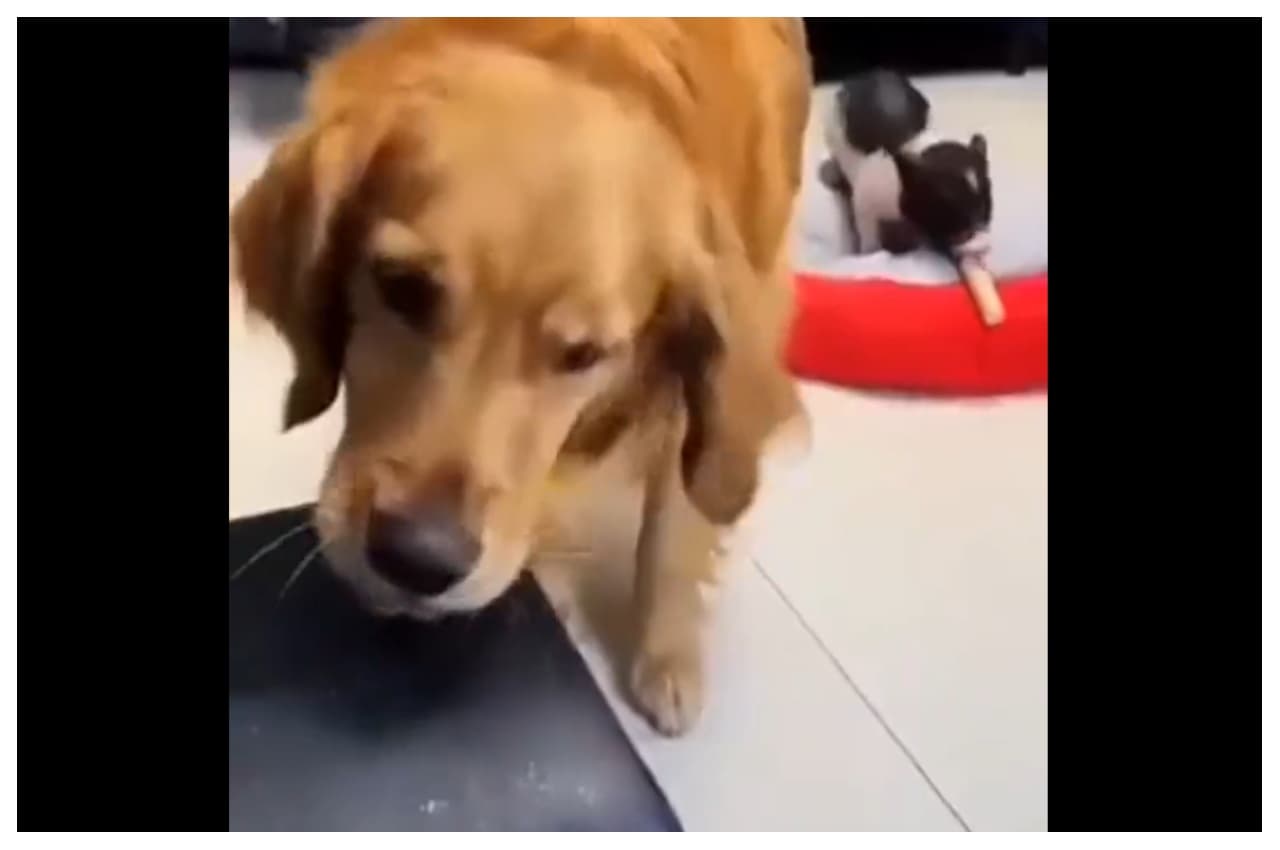 Viral Video: पालतू डॉगी और पिग, मालिक ने दिया कम खाना, फिर हुआ ऐसा, दातों तले दबा लेंगे उंगली