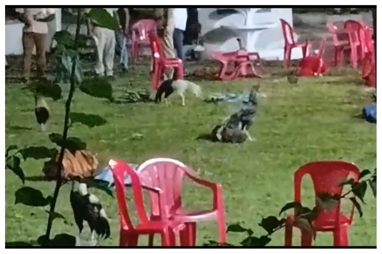 Video: मुंबई के फार्म हाउस पर मुर्गों को लड़ाकर खेला जा रहा था सट्टा, पुलिस पहुंची तो बनाने लगे यह बहाना