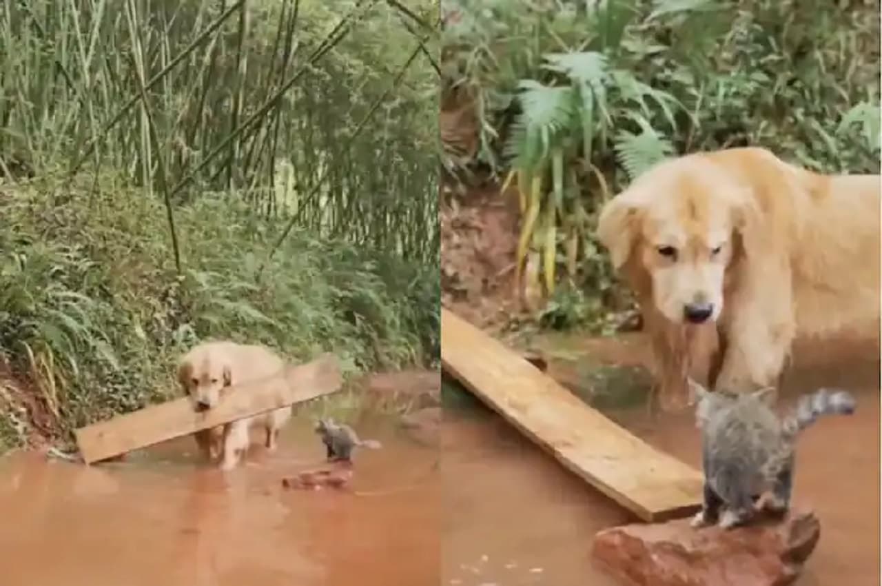 Viral Video: दिल भर आएगा, जैसे नन्ही बिल्ली को डूबने से बचाने के लिए कुत्ते ने किया बंदोबस्त