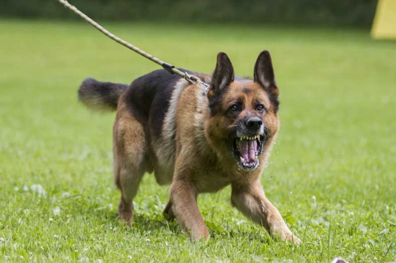 German Shepherd dog