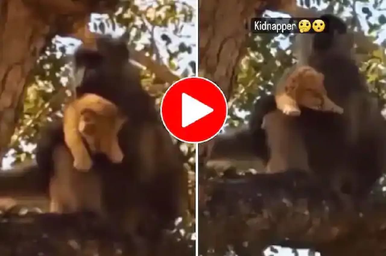 Viral Video: लंगूर ने शेर के शावक का कर लिया अपहरण, देखें- कैसे इधर से उधर भागता दिखा