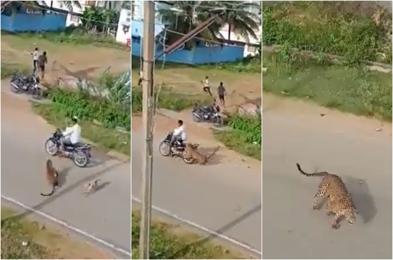 Viral Video: आईआईटी कानपुर में आदमखोर तेंदुए का खूनी तांडव, हमले को देखकर कांप जाएगी रूह