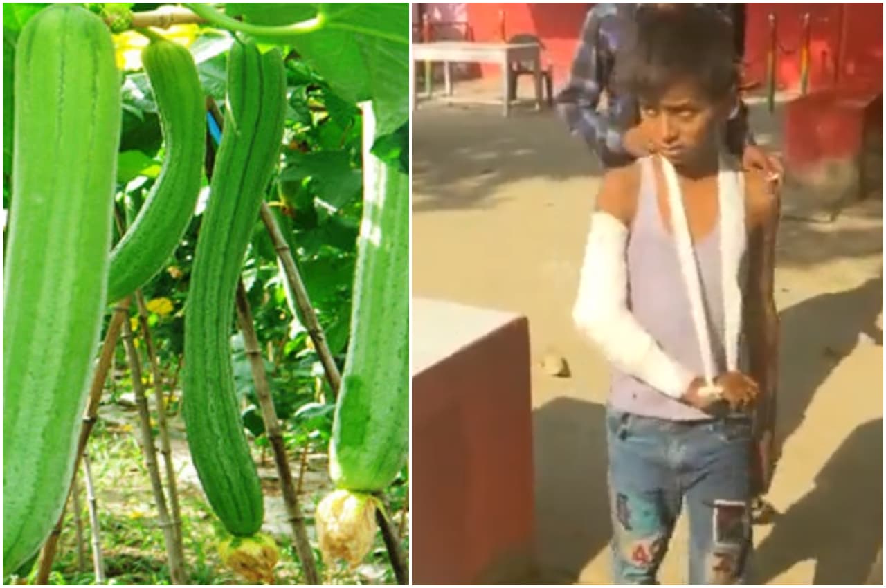 'मुफ्त की तोरई' तोड़ने के लिए टीचर ने मासूम को स्कूल की छत पर चढ़ाया, फिर खतरे में पड़ गई बच्चे की जान