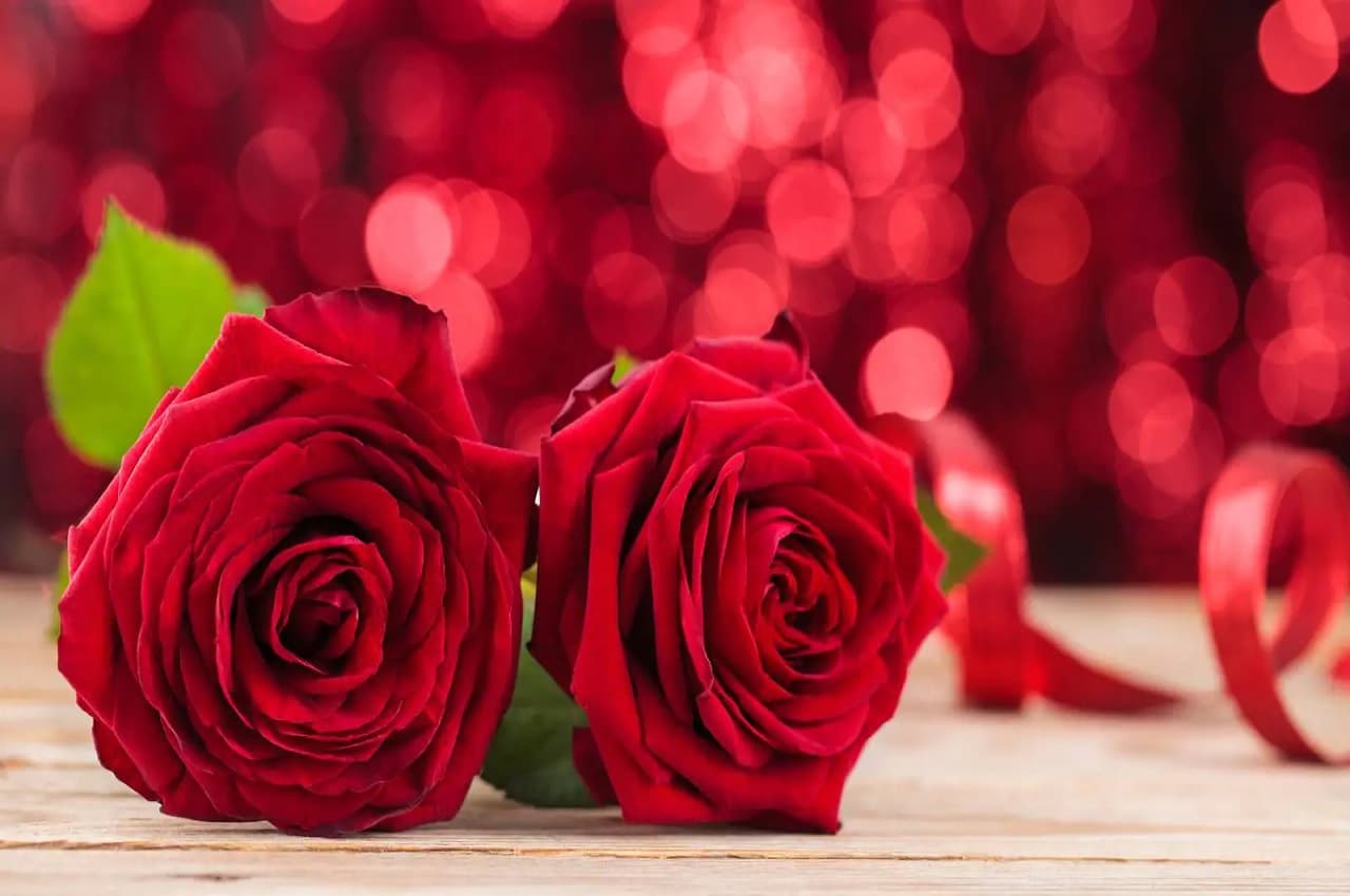 How To Use Rose As Body Odour: बॉडी स्मेल को दूर कर देता है गुलाब का फूल, बस इस तरह से करें उपयोग
