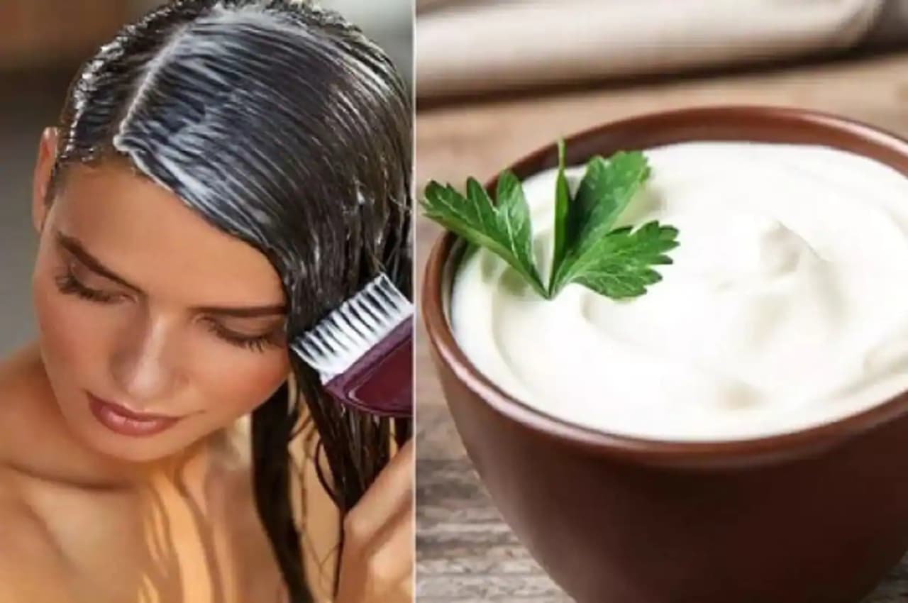 Hair Care Tips: बालों की हर एक समस्या को दूर कर देती है सिर्फ 1 कप दही, ये रही इस्तेमाल की विधि