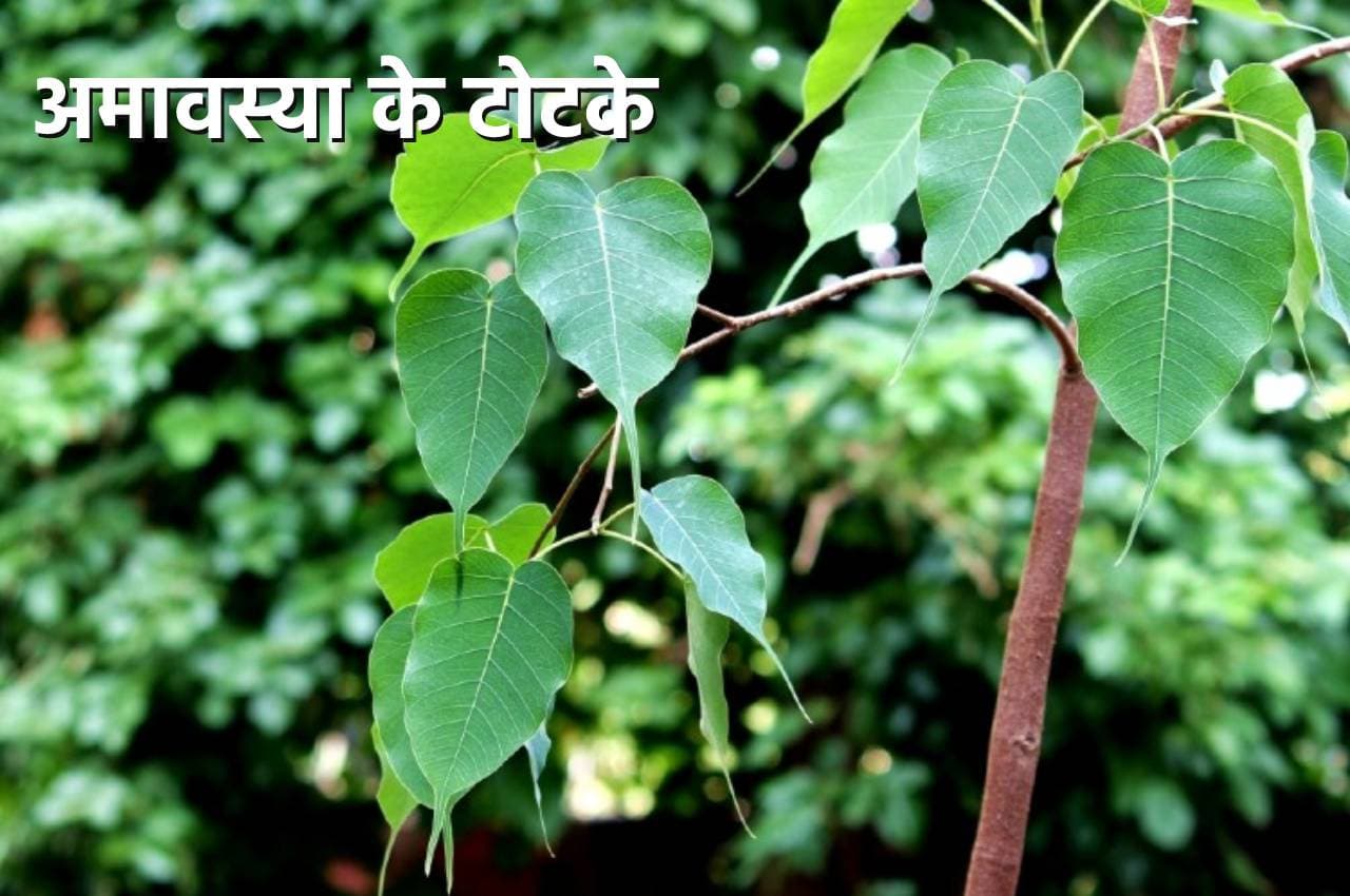 Amavasya Ke Upay: अमावस्या पर पीपल में चढ़ाएं यह चीज, पितृ दोष व कालसर्पदोष दूर होंगे