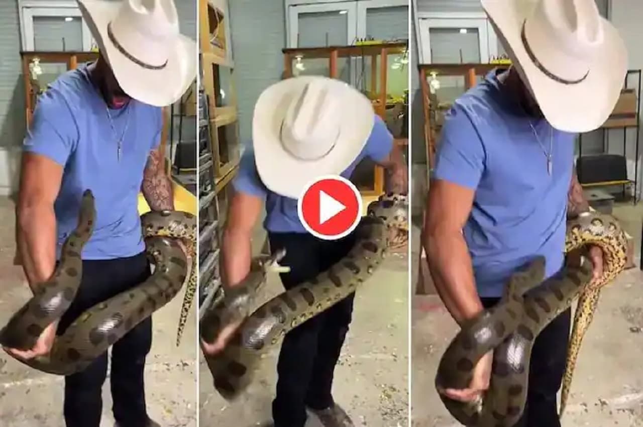 Viral Video: आदमी ने विशाल Anaconda को उठाया, कई बार सांप ने काटा भी...देखें- आगे क्या हुआ