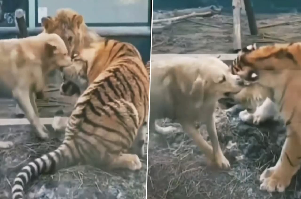 Viral Video: कुत्ते ने पकड़ लिया टाइगर का कान, चिल्लाता रहा खतरनाक जानवर, इस दृश्य ने इंटरनेट पर ला दिया तूफान