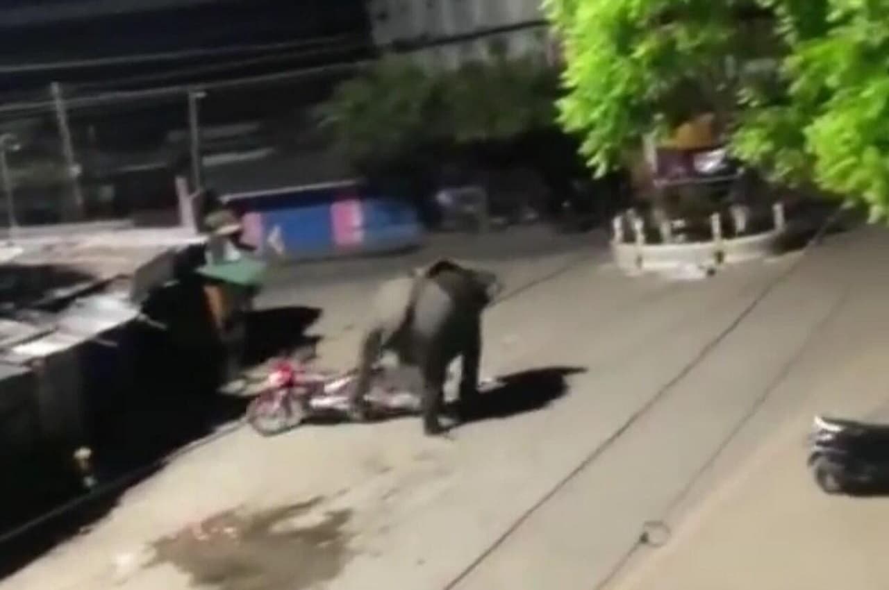 Viral Video: गजराज को आया गुस्सा, देखते ही देखते सब कुछ कर दिया तहस-नहस