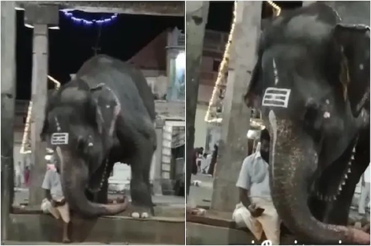 Viral Video: हाथी के साइड में बैठा केयरटेकर चला रहा था फोन, जानवर की गई नजर तो करने लगा ऐसे...देखें