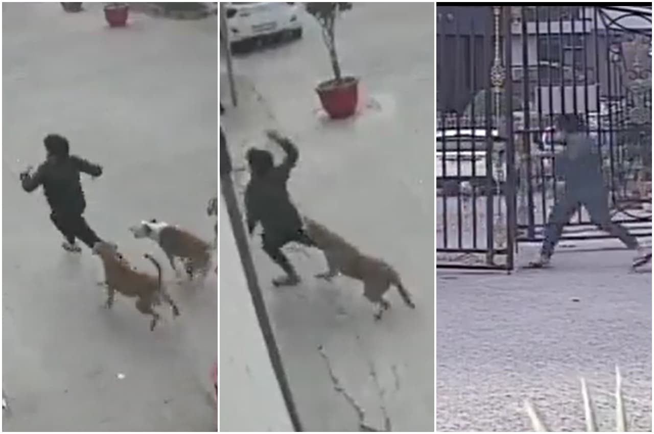 Viral Video: आदमखोर हुए गाजियाबाद के आवारा कुत्ते, अब 11 साल की लड़की पर किया हमला, देखें