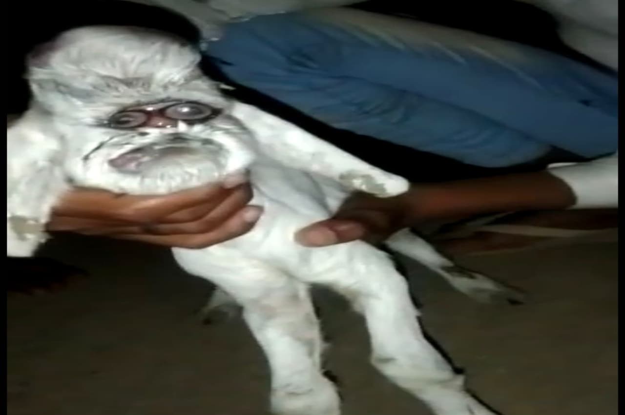 बकरी ने जन्मा इंसान जैसा बच्चा, सभी के उड़े होश , वीडियो वायरल