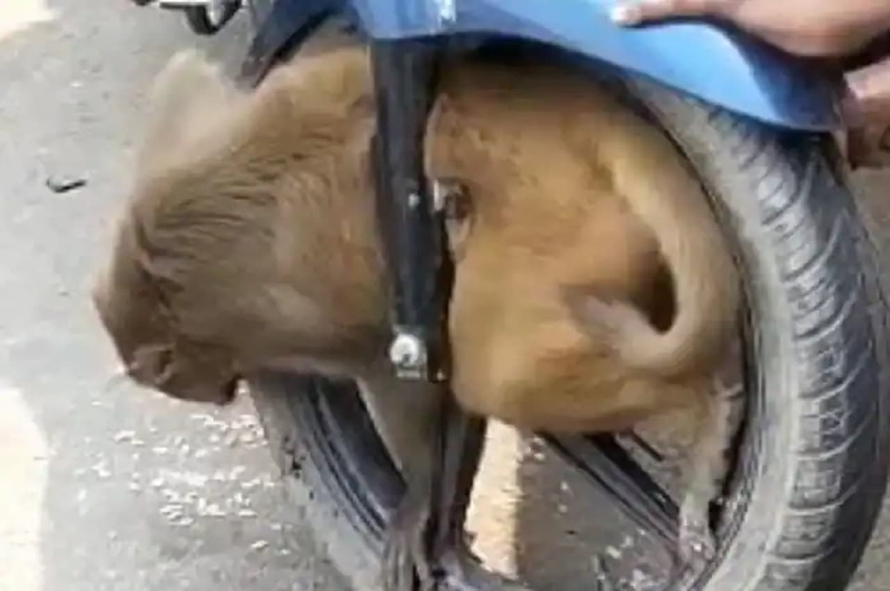 बाराबंकी: बाइक में फंसा बंदर, बचाने वाले भी हो गए परेशान, देखें- Video