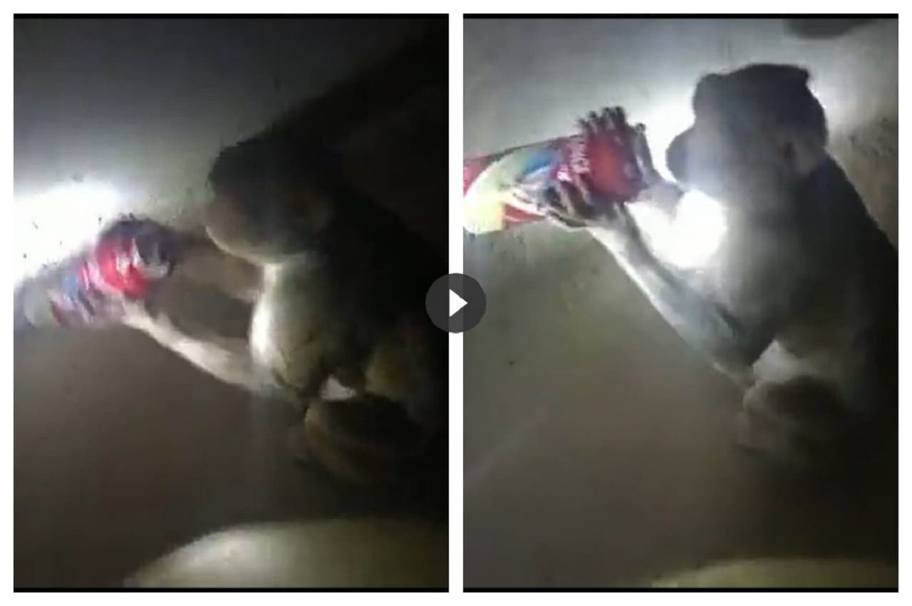 Viral Video: बंदर सीधे मुंह पर कैन लगाकर पीता दिखा बीयर, Cheers करने को बेकरार!