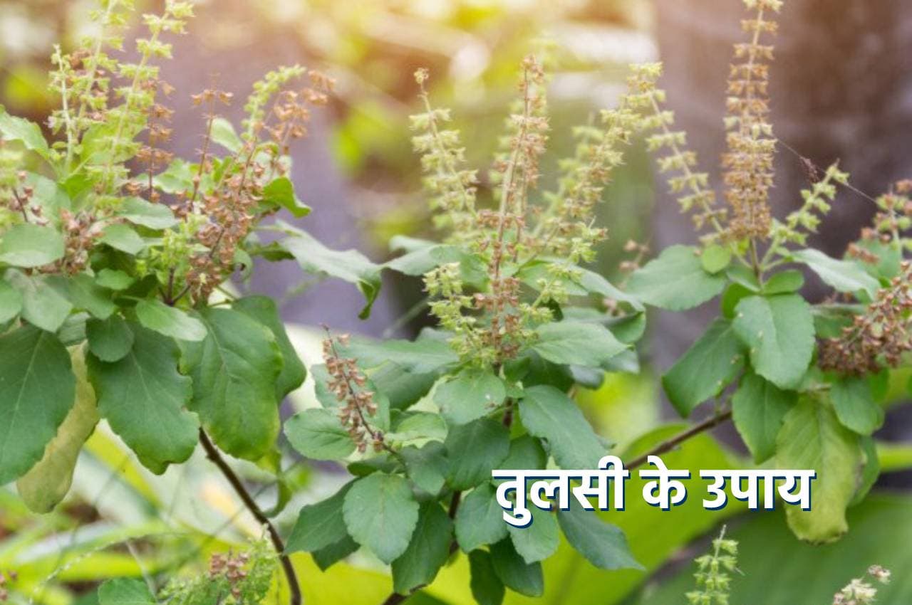 Vastu Tips: अगर घर में है तुलसी तो ध्यान रखें ये नियम, वरना बर्बाद हो जाएंगे
