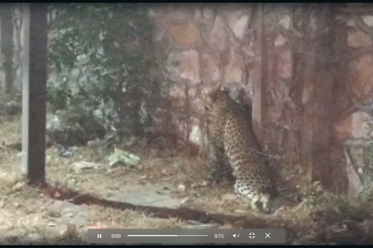 Video: जयपुर में चलती सड़क पर अचानक आ धमका पैंथर, फिर क्या हुआ, देखें वीडियाे