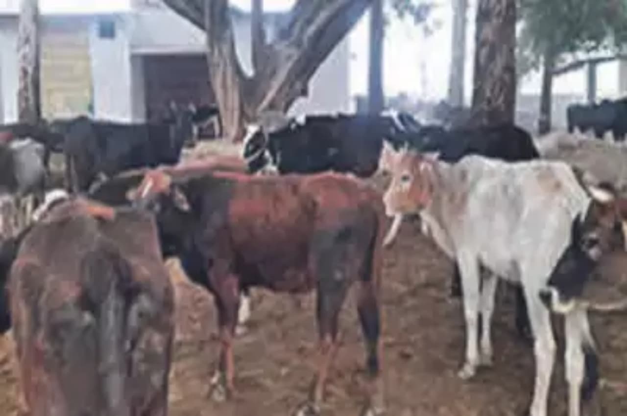गांववालों ने सरकारी स्कूल में बांधे 80 आवारा पशु, प्रिंसिपल ने बुलाए SDM और CO, वजह कर देगी हैरान