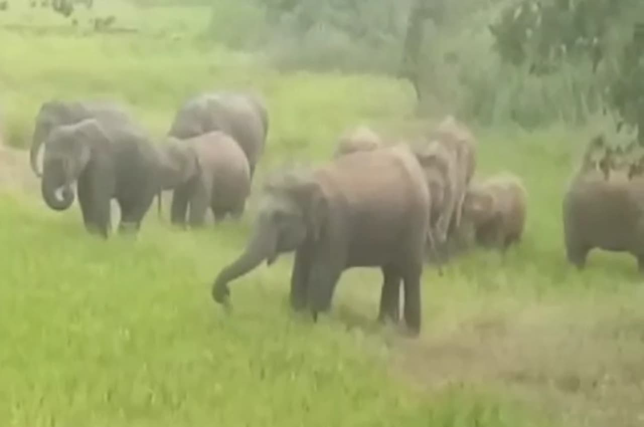 Jashpur News: पत्थलगांव में 40 हाथियों के दल ने मचाया उत्पात, चट कर गए सैकड़ों बोरी धान