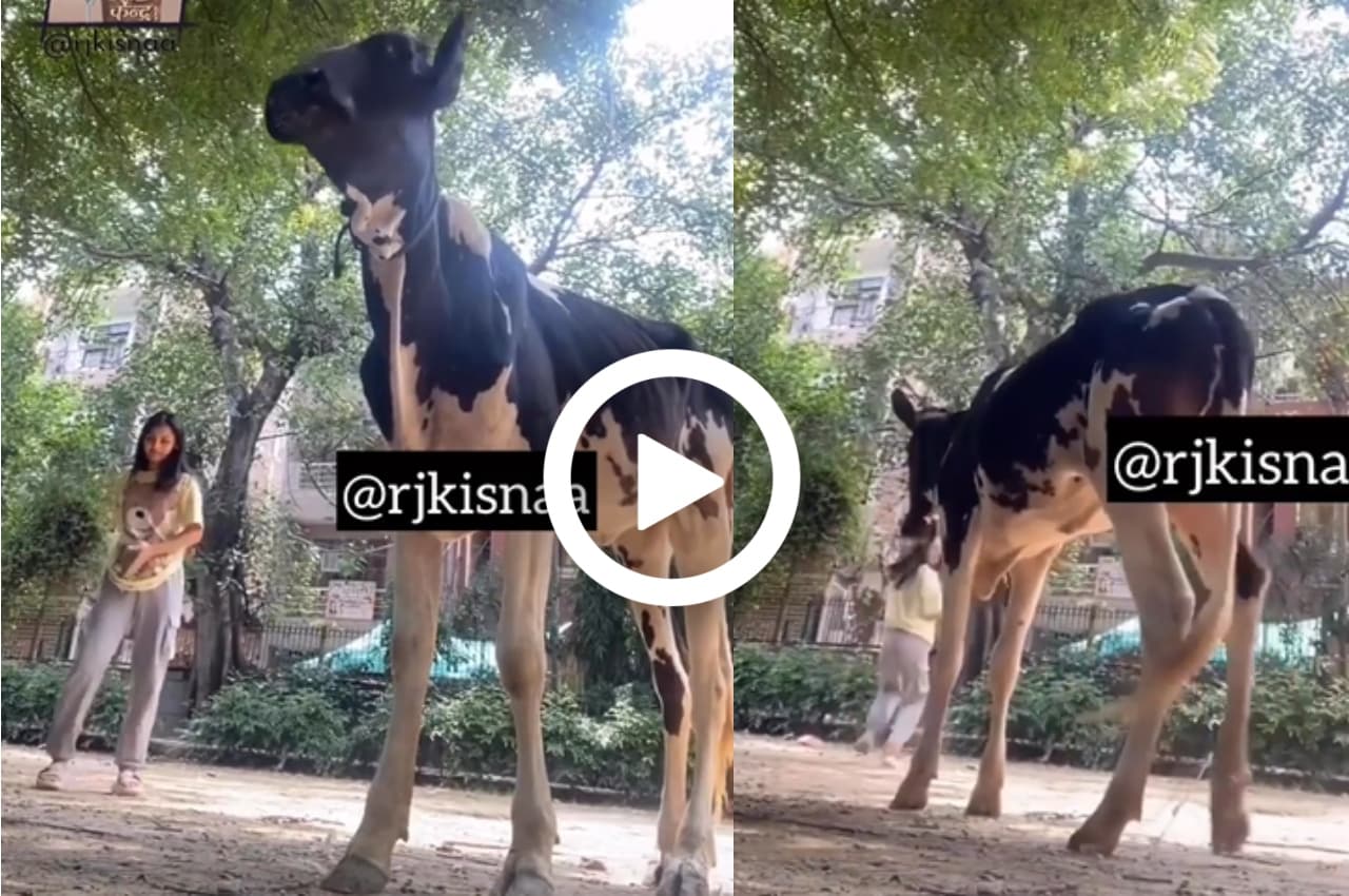 Viral Video: लड़की को Reel बनाता देख बछड़े को आ गया गुस्सा, कैमरे के सामने ही कर दिया ये कांड!