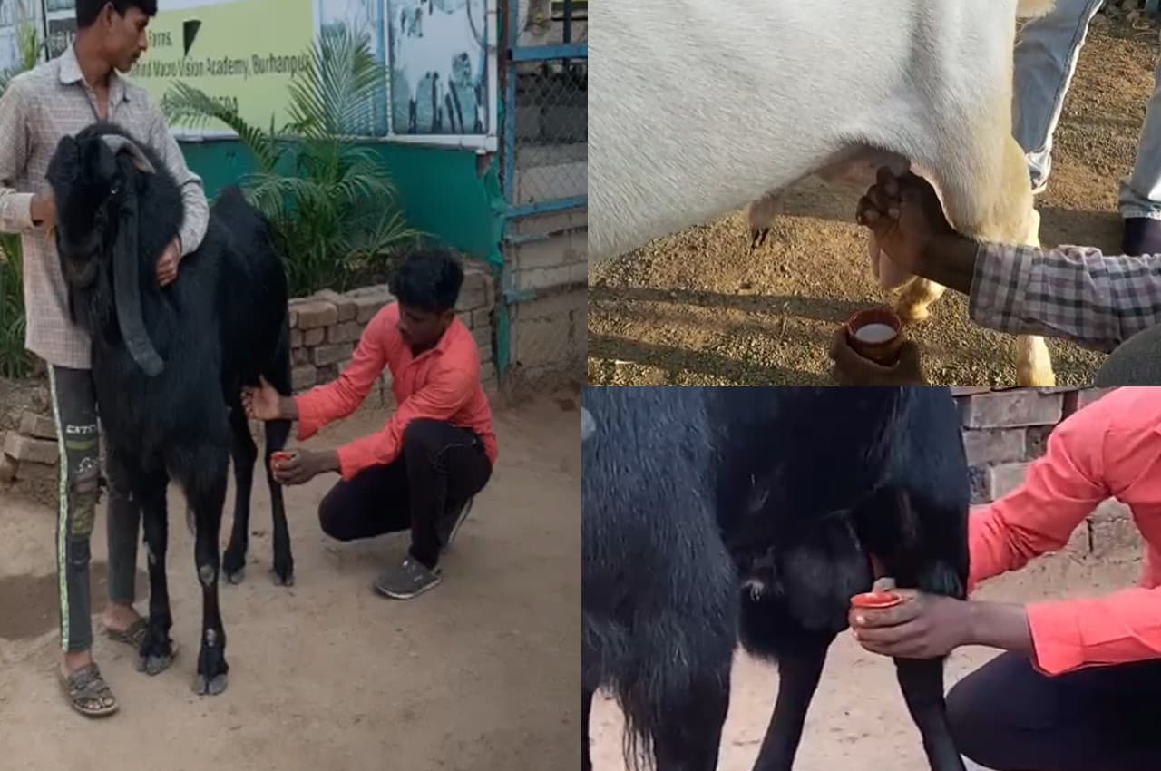 अजब गजब मध्य प्रदेश: बकरे दे रहे हैं दूध, इनकी कीमत उड़ा देगी होश, देखने के लिए लोगों की उमड़ी भीड़