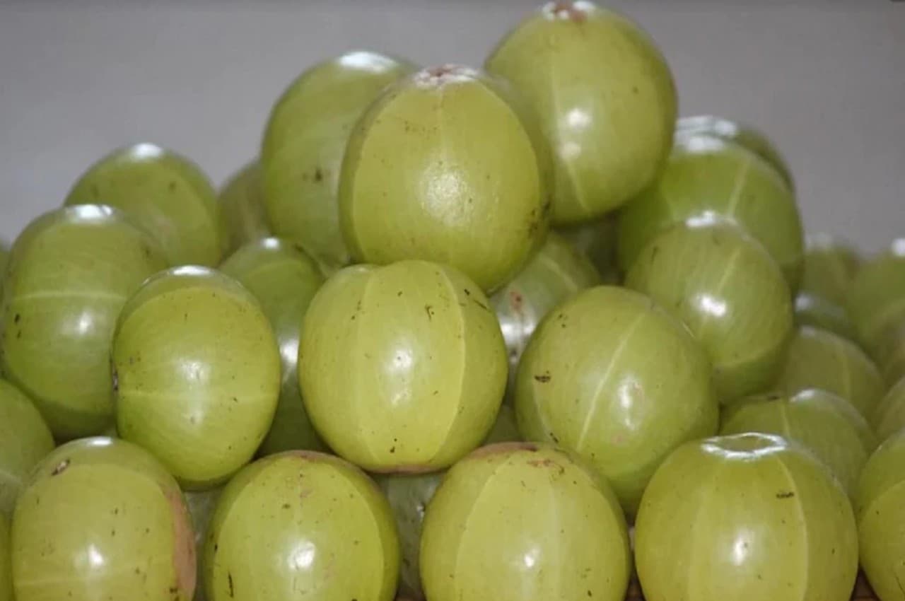 Amla Benefits: सर्दियों में इस तरह करिए आंवले का सेवन, बीमारियां होगी दूर, मिलेंगे गजब के फायदे
