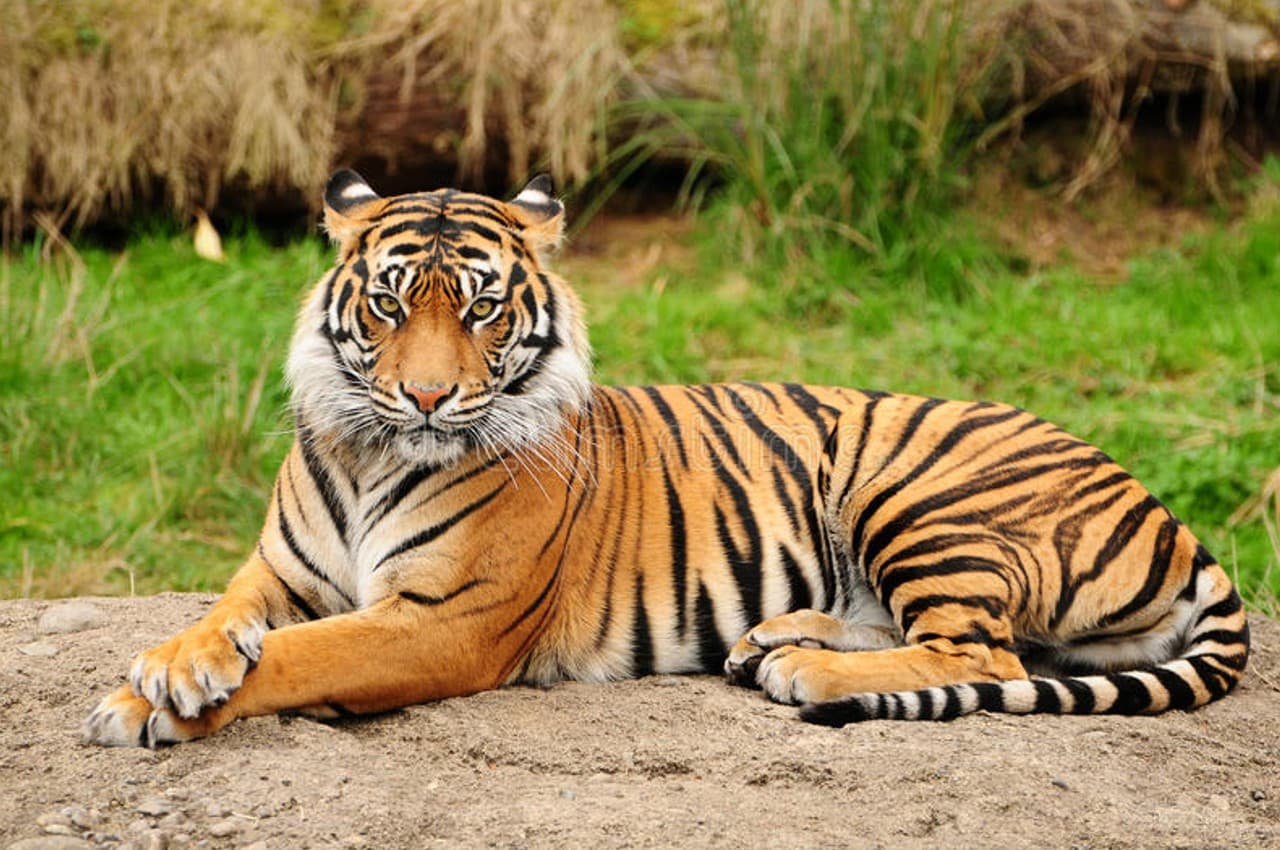 मध्य प्रदेश में 1 साल में इतने टाइगरों की हुई मौत, NTCA की रिपोर्ट में बड़ा खुलासा
