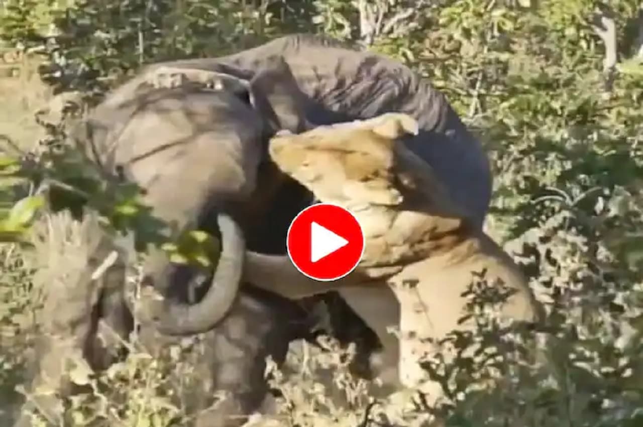 Viral Video: हाथी पर शेरनी ने कर दिया जबरदस्त प्रहार, इस खतरनाक लड़ाई में निकला ये परिणाम